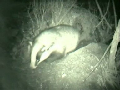 Badger coming out