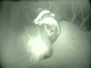 Unwelcome Visitor?