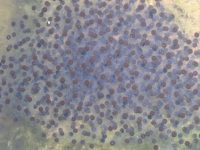 Frogspawn