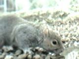 Squirrel Drinking