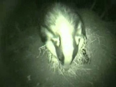 Collecting Bedding